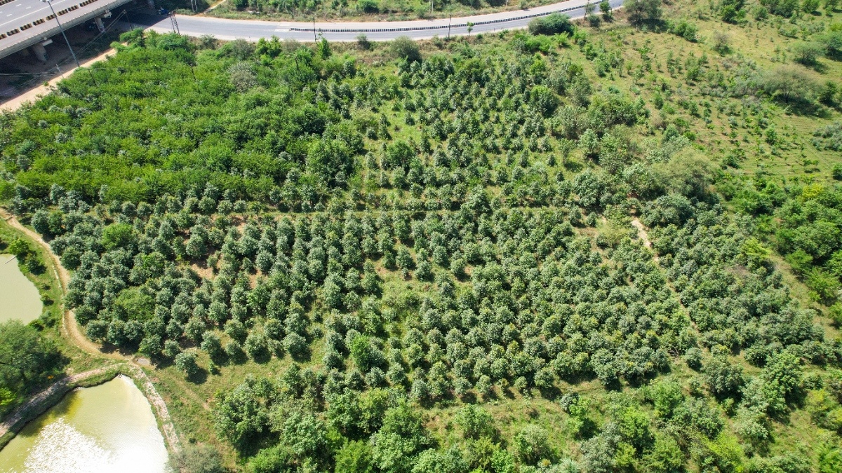 Lush Greens of Jewar near Noida-Greater Noida Expressway